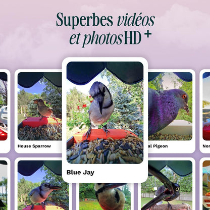 Bird Buddy Pro mangeoire intelligente solaire, IA, caméra 2K, photos 5MP, bleu