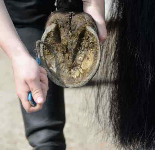 Cure-pieds équestre Perry avec brosse et manche ondulée pour cheval et poney