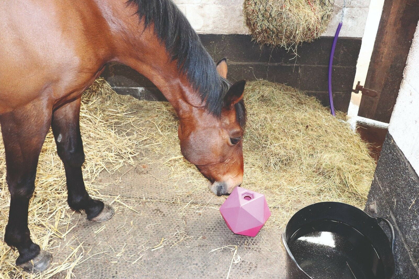 Boule de nourriture moulée monobloc Perry Equestrian Equi-Feeder pour friandises contre l'ennui pour chevaux